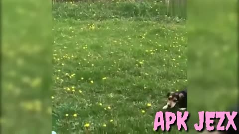 Funny fails of animals, LOL worst moments #58