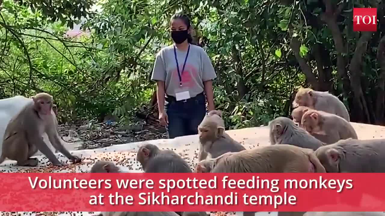 Animal lovers feed monkeys, cattle, stray dogs in Bhubaneswar