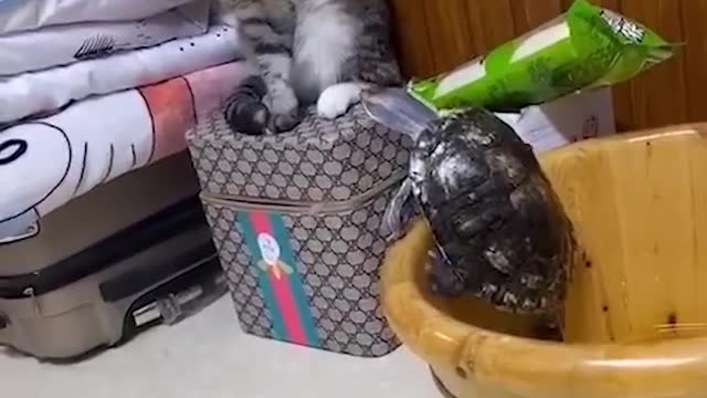 Funniest Cats and Dogs 🐱🐶 Part 01