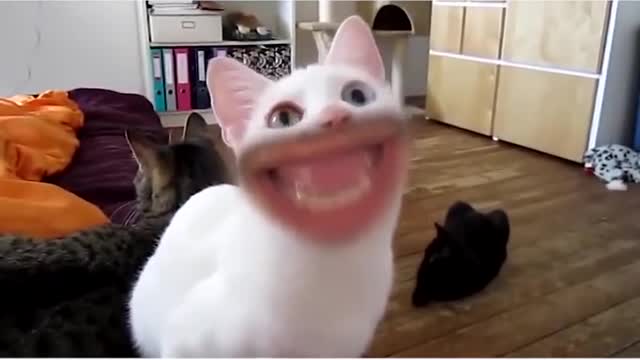 Lustige Katzen verarsche xD