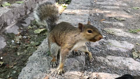 Running away squirrel