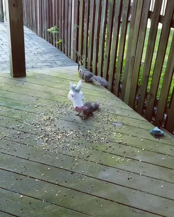Squirrels Use Unicorn Head Feeder