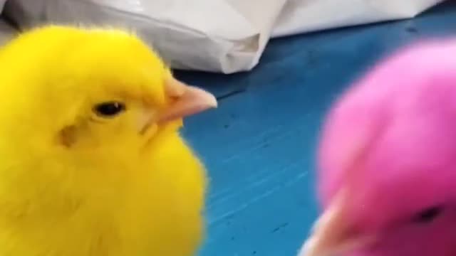 Colored Chicks