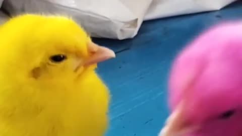 Colored Chicks