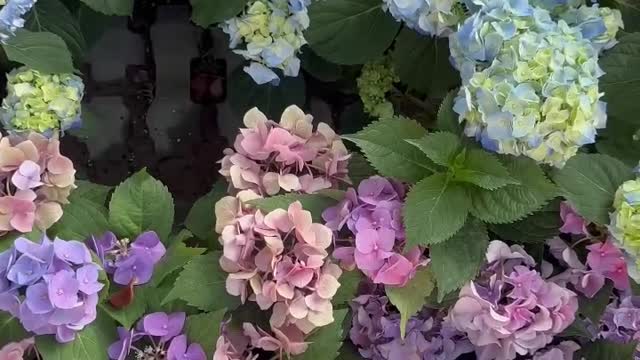 Garden and bonsai