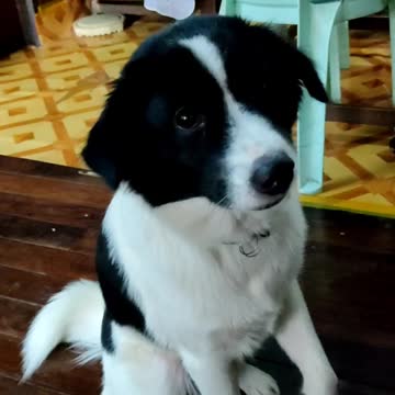 Lovely dog, Arr Te shake his hand