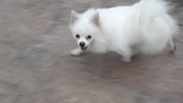 Cute dog runs in park