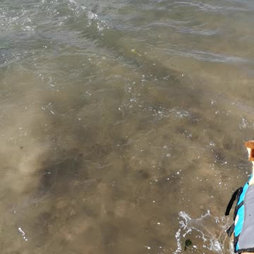 Dogs first swimming experience