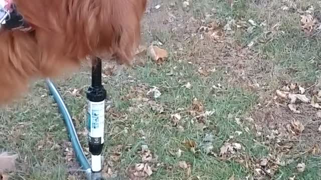 Golden Retriever stops for a drink