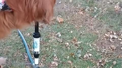 Golden Retriever stops for a drink