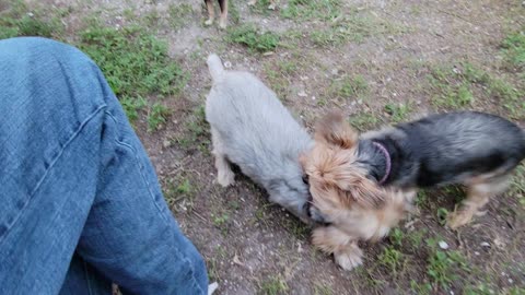 Battling Yorkies