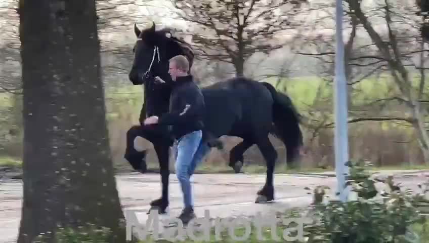 Wow black horse dance