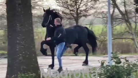 Wow black horse dance