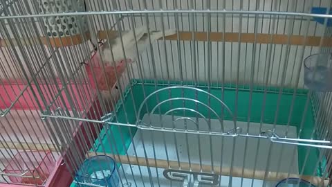 手乗り崩れの文鳥