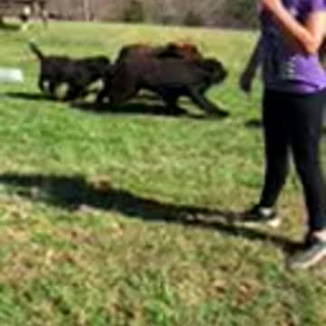 Newfoundland puppies playing