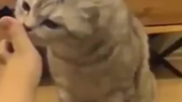 Funny cats funny cat catofrumble trending2021