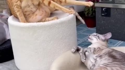 Funny Fight Between Cats