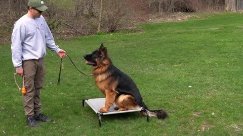 THE BEST DOG TRAINING COMMANDS!