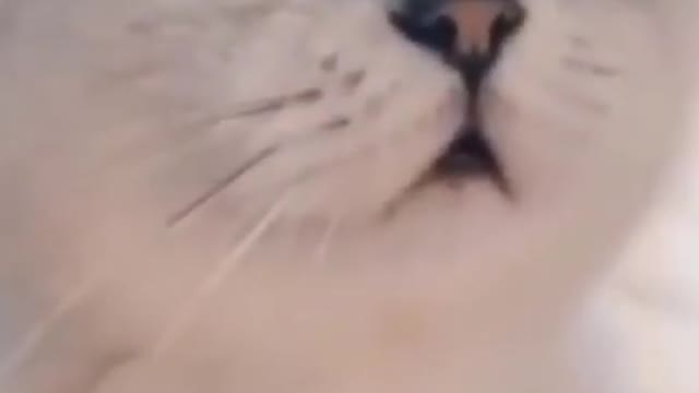 Funny Animals/Funny Animals Channel