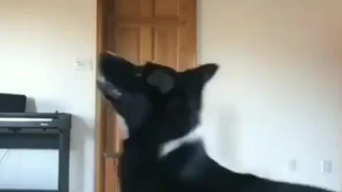 Dog 🐕 training video