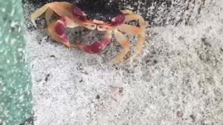 Small crab