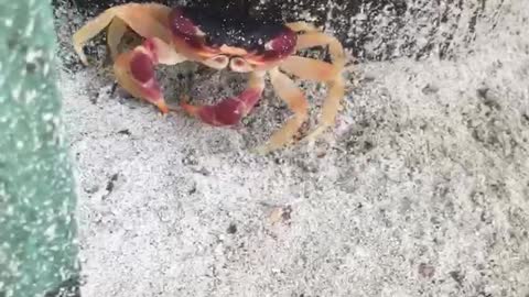 Small crab