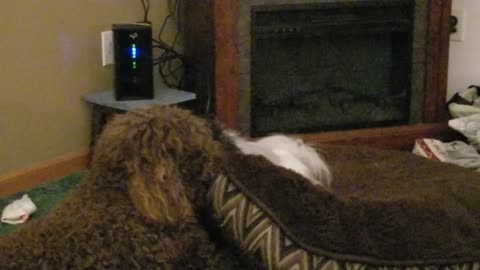 The Dogs Nightly Play Routine