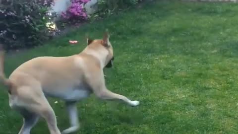 Dog runs around in circles in a backyard garden