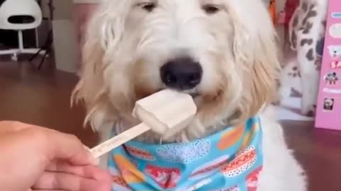 Baby Dogs cutest and funniest compilation