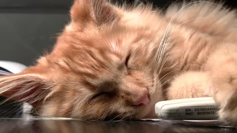 S LEEPY Baby Cats - Cute and Funny Cat Videos