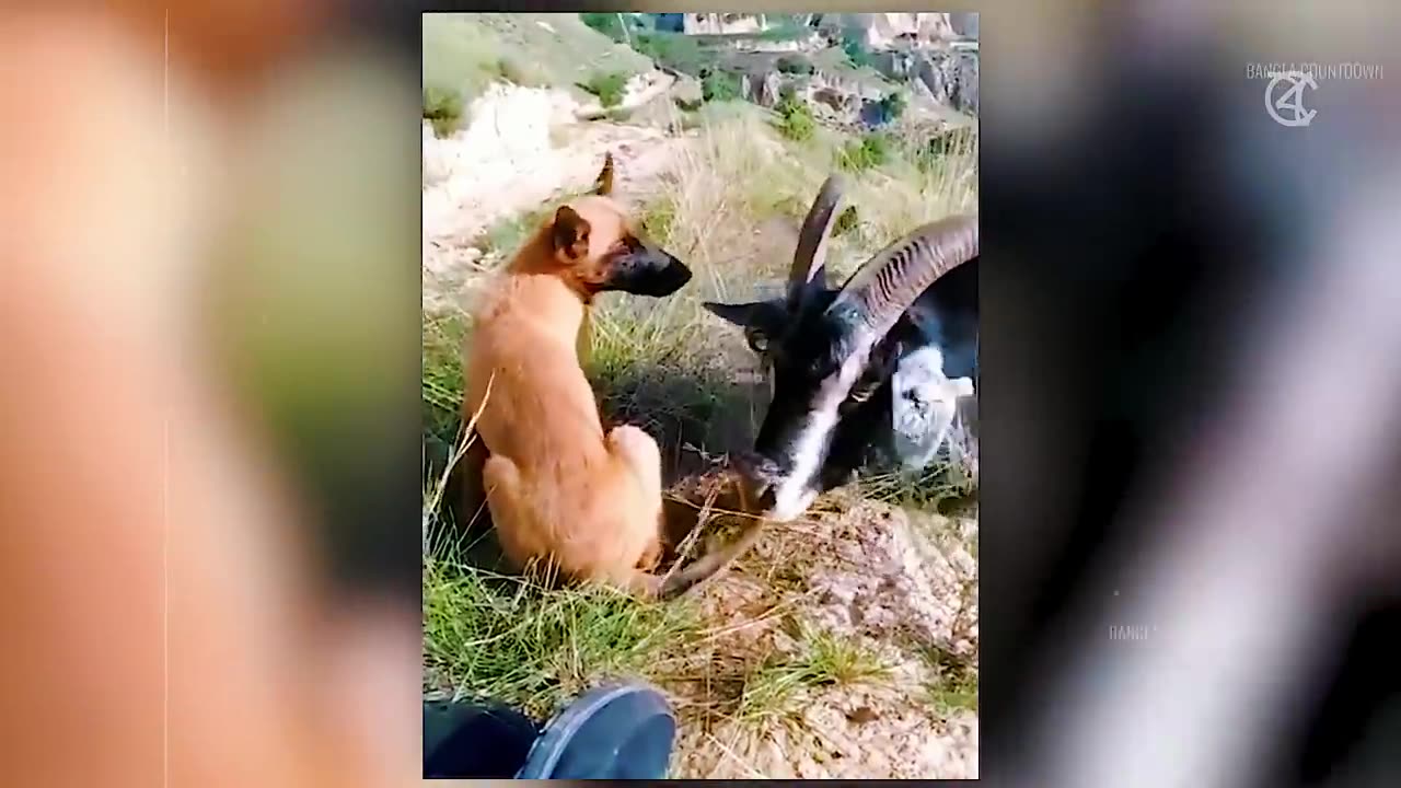 New Funny Animals Dogs Videos 😂Funniest Cats and🐶😺