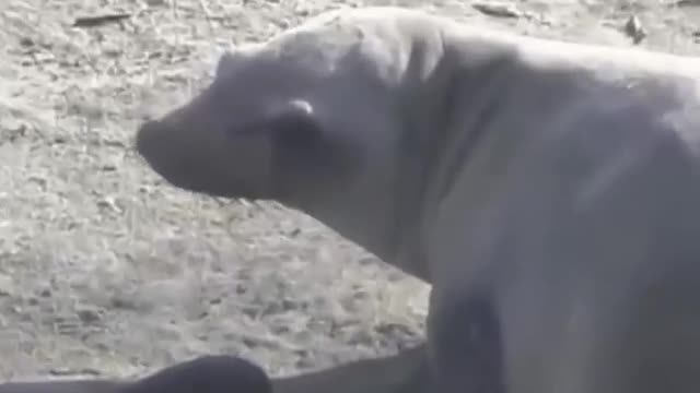 This mother sea lion cries after the death of her tiny baby in San Diego.