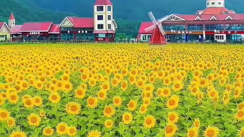 Beautiful field of sunflower flowers