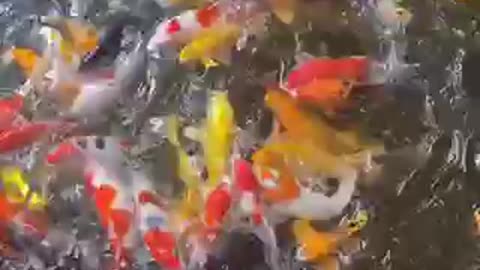 clip about fish and school of fish