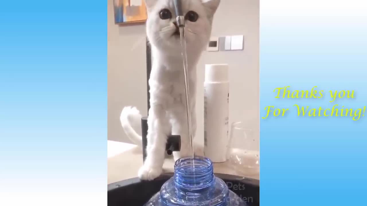 Cat filling water into bottle