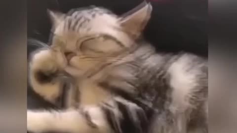 Sleeping animals 2