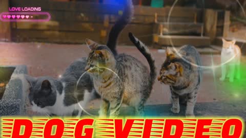 dog video