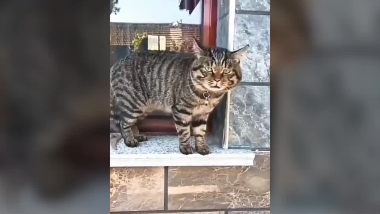 Funny cats talking English