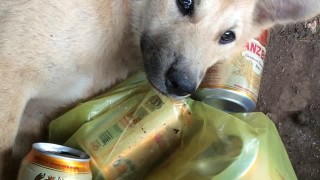 Cute dog so sad broken your heart (drinking beer funny)