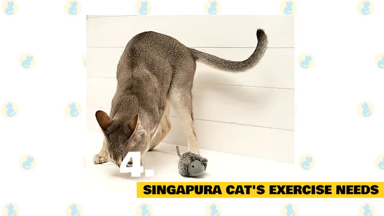 Here are "some" singapura cats facts and myths