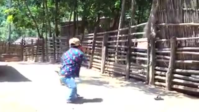 Corre que te come el pollo