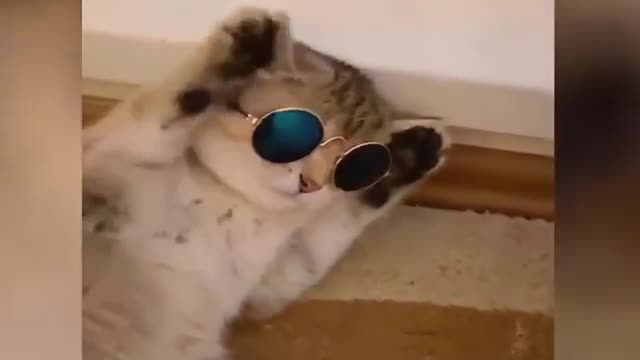 The best video of very funny cats