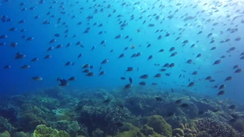 Philippines | Cebu - Dive the Beauty of Pescador Island 2021