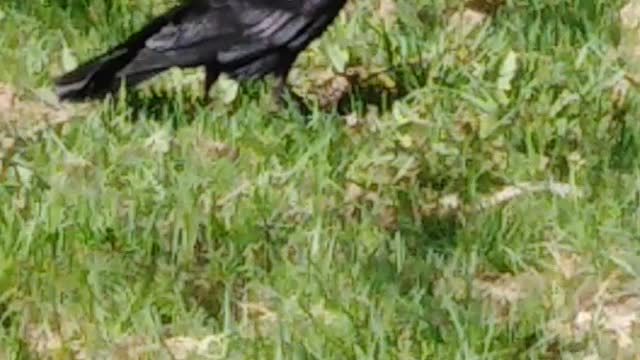 Rooks in the park