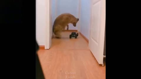 😂cute kitty playing😂