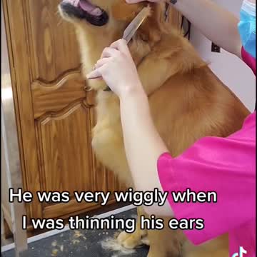 Golden Retriever snaps at groomer , Wash and Clean the dog - Funny