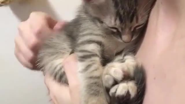 cute kitten sleeping