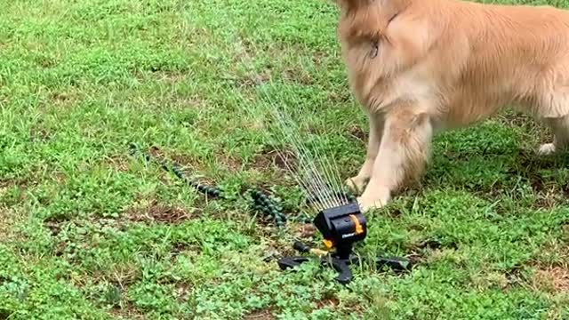 Cute Dog Playing with the New Sprinkler
