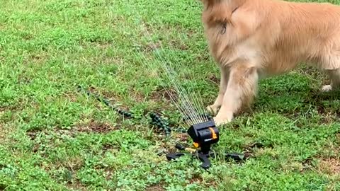 Cute Dog Playing with the New Sprinkler