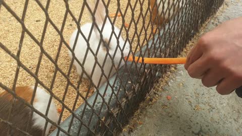 Carrot eating rabbit